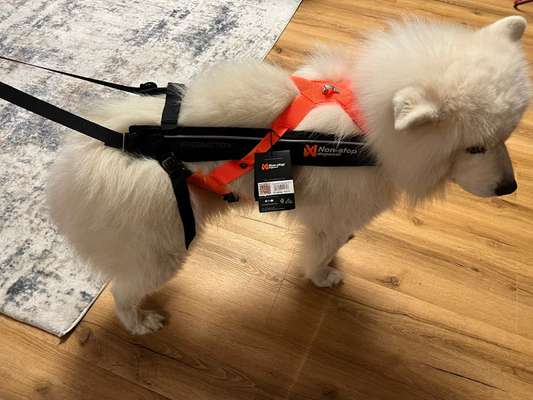 Samojede-Beitrag-Bild