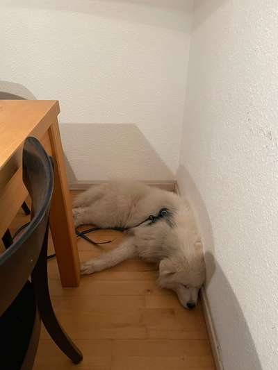 Samojede-Beitrag-Bild