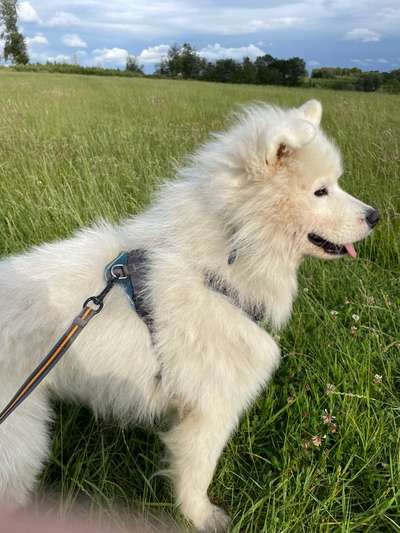 Samojede-Beitrag-Bild