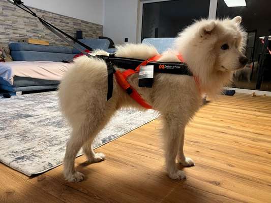 Samojede-Beitrag-Bild