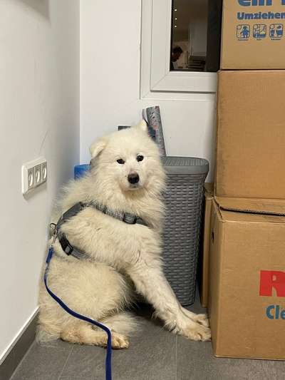 Samojede-Beitrag-Bild