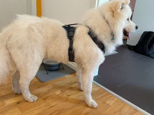 Samojede-Beitrag-Bild