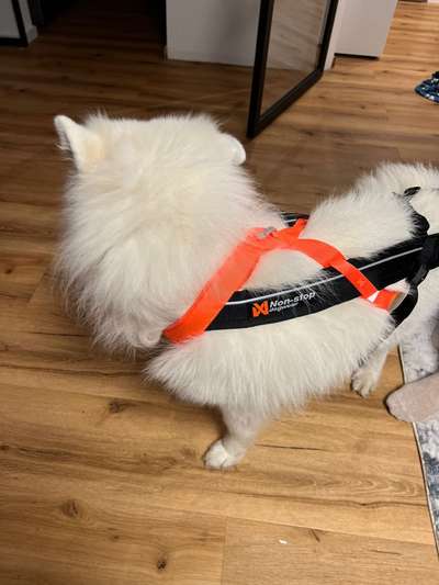 Samojede-Beitrag-Bild