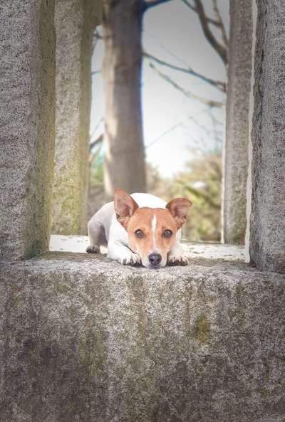 Hunde Porträt (Portrait) Galerie....-Beitrag-Bild