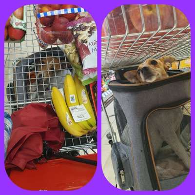 56. Foto Collage Challenge - Shopping Hund-Beitrag-Bild