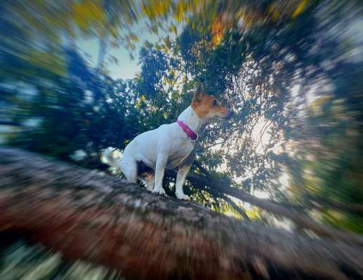 Jack Russel Terrier-Beitrag-Bild