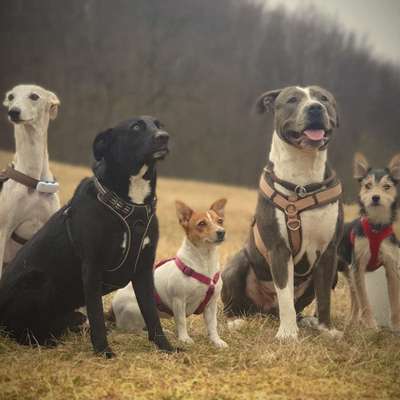 Gassi-Services-Hundeparadies-Bild