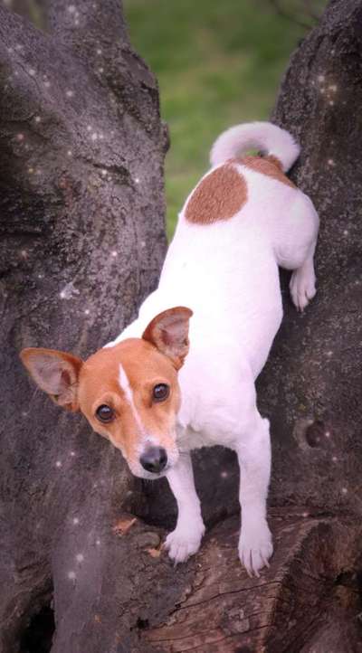 Jack Russel Terrier-Beitrag-Bild