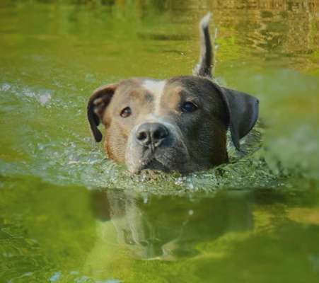 Fotowettbewerb: Wasserratte-Beitrag-Bild