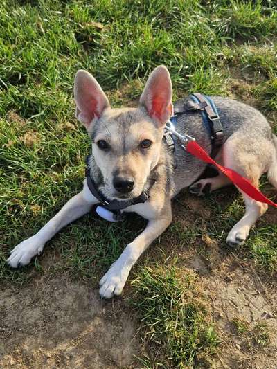 TierschutzhundeStammtisch🐕-Beitrag-Bild