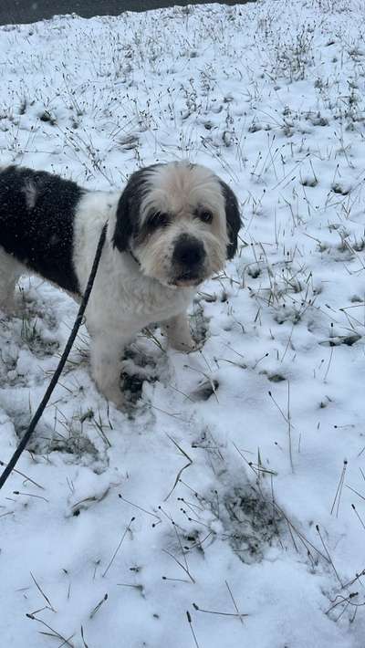 Hundetreffen-Hundegassirunden mit Coco 🐾-Bild