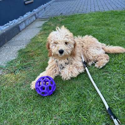 Hundetreffen-Spiel- und Gassirunde-Bild