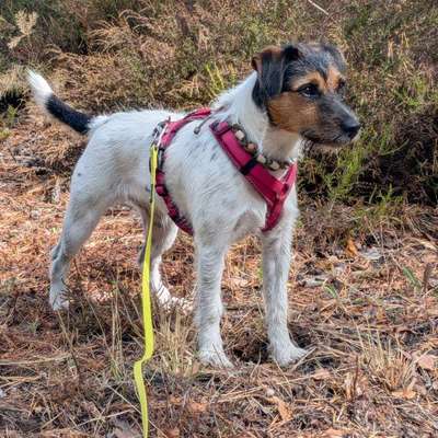 Hundetreffen-Spielpartner gesucht-Bild