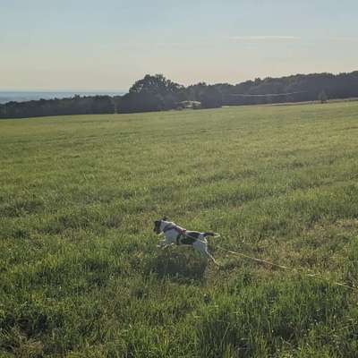 Hundetreffen-Spielen und Spazieren gehen-Bild