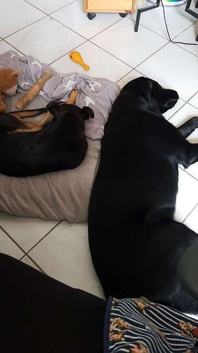 Die Dogorama Wochen Challenge "Friends will be Friends"-Beitrag-Bild