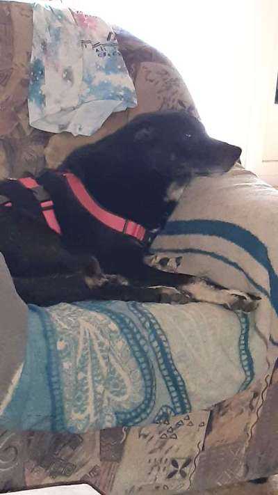 Wo habt ihr eure Hunde her ?-Beitrag-Bild