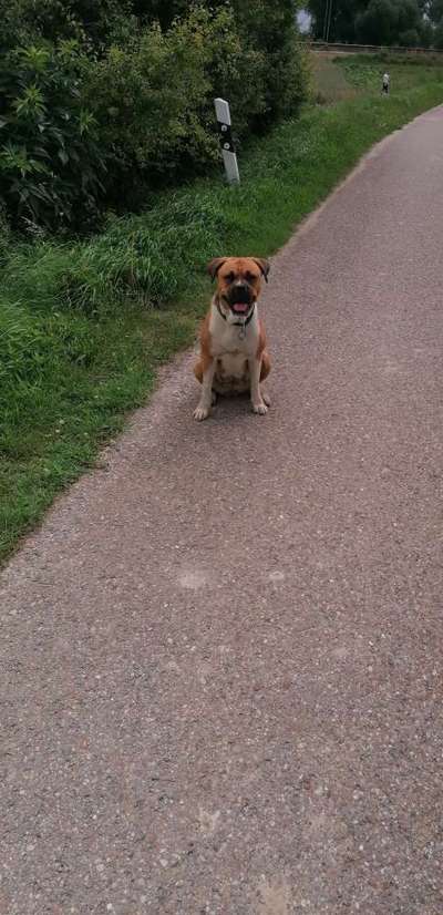 Welpenerziehung, zuhause oder Hundeschule?-Beitrag-Bild