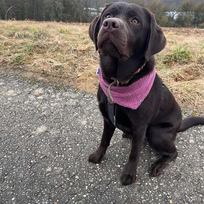 Hundetreffen-Labbi treffen-Bild