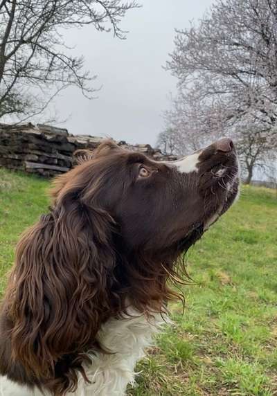 Springer Spaniel-Beitrag-Bild