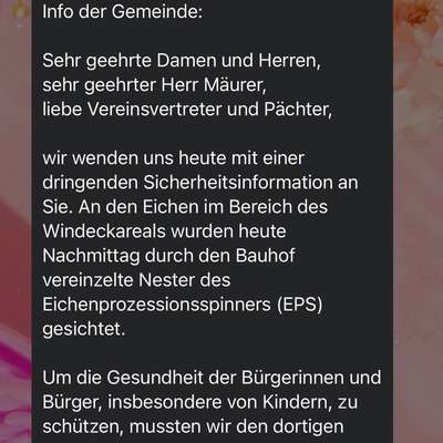 Giftköder-Eichenprozessionsspinner-Bild