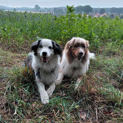 Mischlinge raten - Rätselspaß-Beitrag-Bild