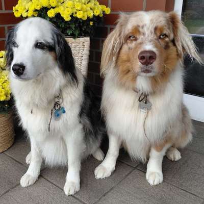 Hundetreffen-Spiel/Toberunden am See zb.-Bild