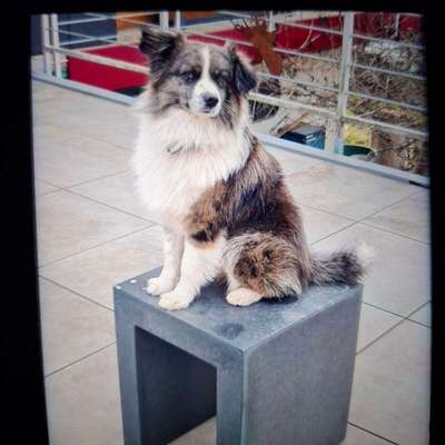 Suchmeldung-Jack-Bild