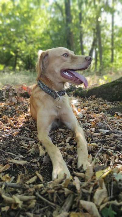 Auslandstierschutz-Beitrag-Bild