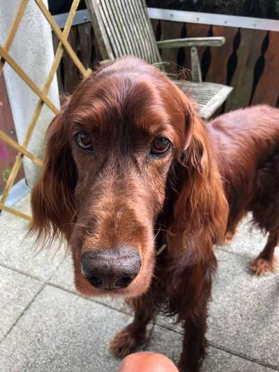 Englisch Setter?-Beitrag-Bild