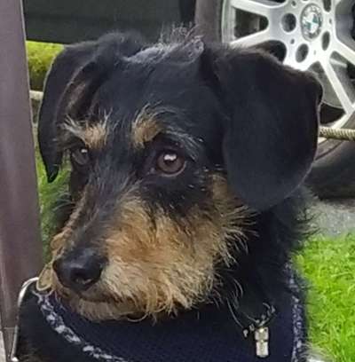 Unsere Fellnasen-Vielfalt im Überblick!-Beitrag-Bild