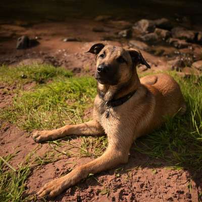 Hundetreffen-Gassitreff in kleiner Runde