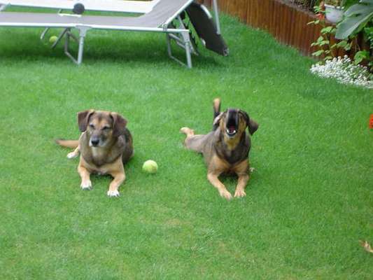 Unsere Fellnasen im Regenbogenland-Beitrag-Bild