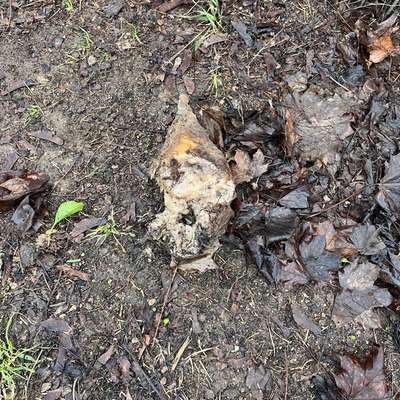 Giftköder-Undefinierbares am Zaun Streuobstwiese-Bild