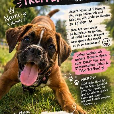 Hundetreffen-Boxerwelpen / Boxer treffen Raum Göppingen-Bild
