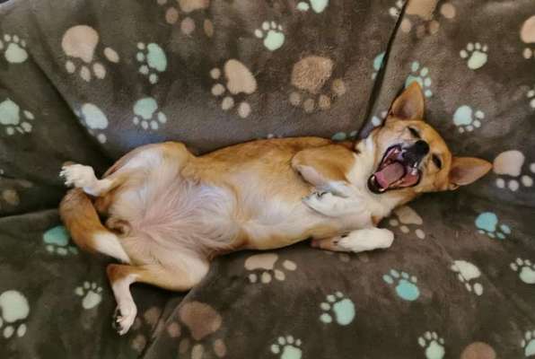 Die Dogorama-Wochen-Challenge "Die schönste Grimasse"-Beitrag-Bild