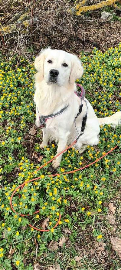 Wo sind die Golden Retriever Liebhaber?-Beitrag-Bild