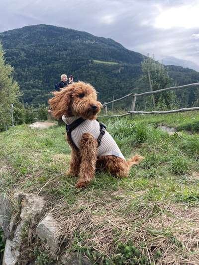 Zeigt her eure Pudel-Beitrag-Bild