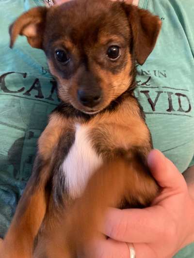 Die besten Hundeblicke 🐾❤️-Beitrag-Bild