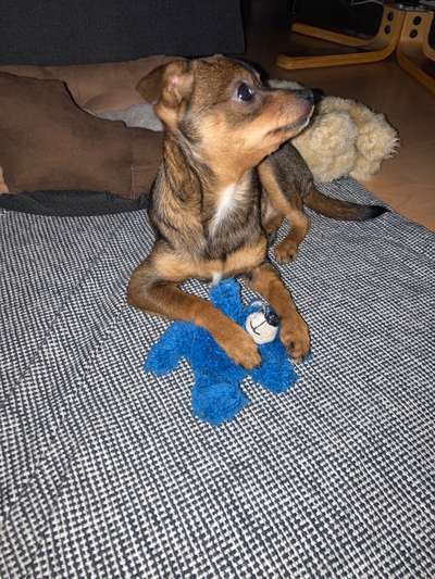 Der Lieblingsplüschi eures Vierbeiners-Beitrag-Bild