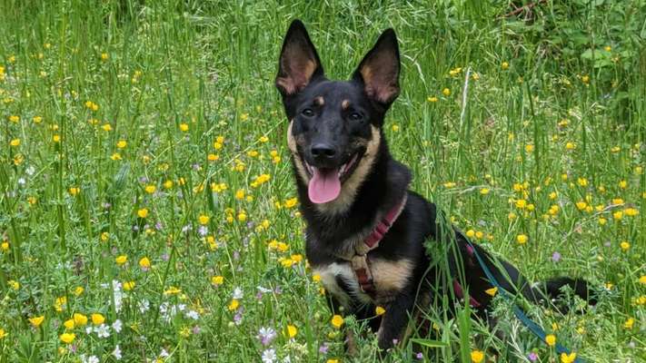 Hundetreffen-Hundefreund zum Spielen und trainieren-Bild