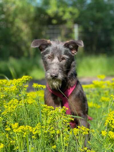 Die Dogorama Monats Challenge "Es grünt und blüht"-Beitrag-Bild