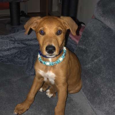 Hundetreffen-Neue Freundschaften gesucht,-Bild