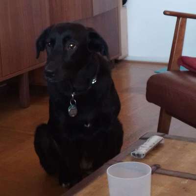 Hundetreffen-Energieveolle Spielrunde-Bild