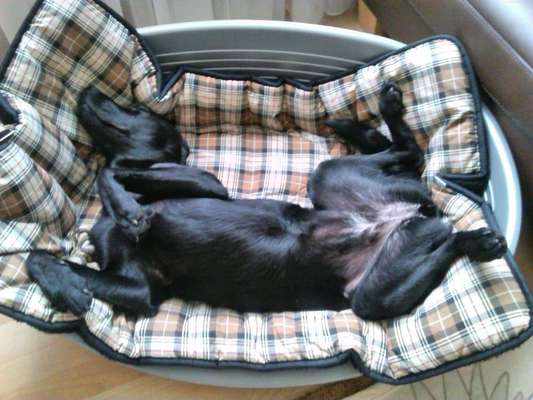 Zeigt mir die lustigsten Schlafpositionen eurer Fellnasen-Beitrag-Bild