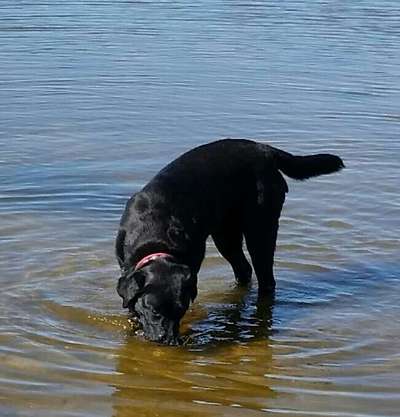 Dogorama-Monats-Challenge-Mai "Wasser"-Beitrag-Bild