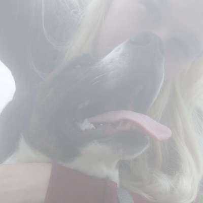Hundetreffen-Spazierpartner gesucht-Profilbild