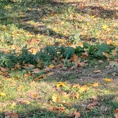 Hundekacke wegmachen?-Beitrag-Bild