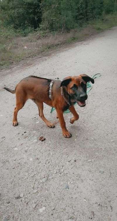 Mischlingshunde Foto Aufruf-Beitrag-Bild