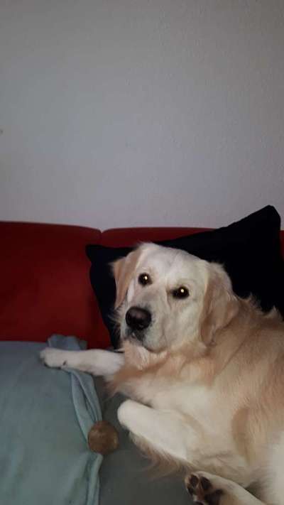 Wo sind die Golden Retriever Liebhaber?-Beitrag-Bild