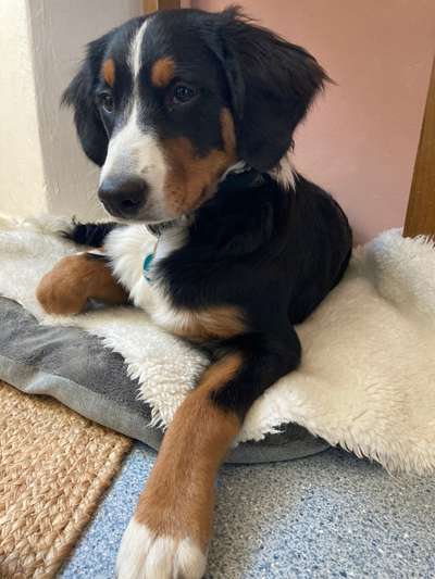 Appenzeller Sennenhunde-Beitrag-Bild